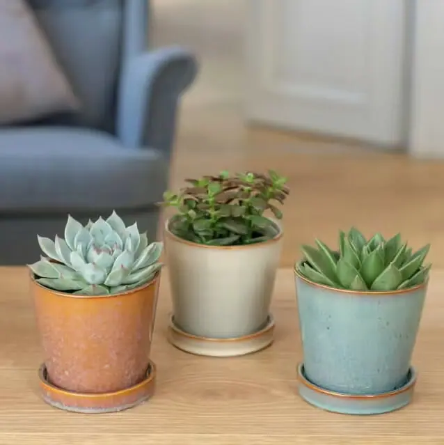 Trio de succulentes par Interflora