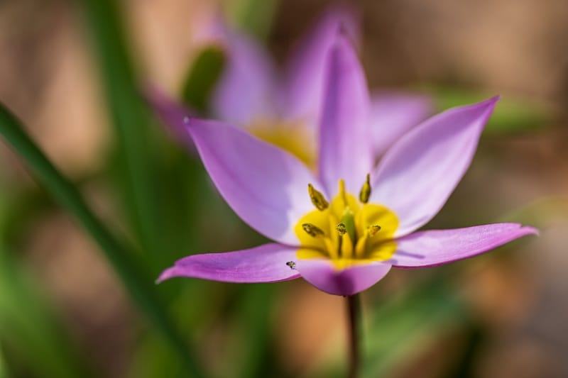 Une tulipe botanique Tulipa humilis mauve et jaune en gros plan