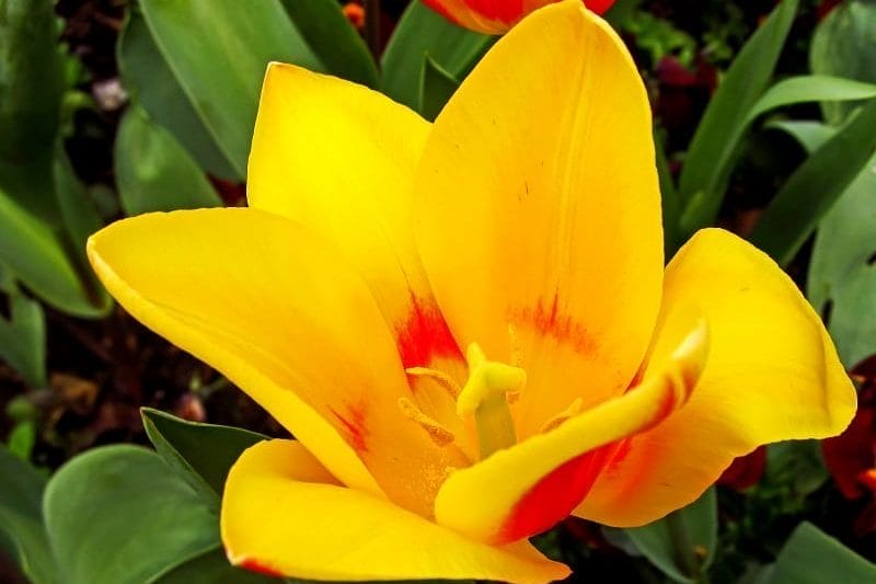 Une tulipe botanique en gros plan (Tulipa kaufmanniana)
