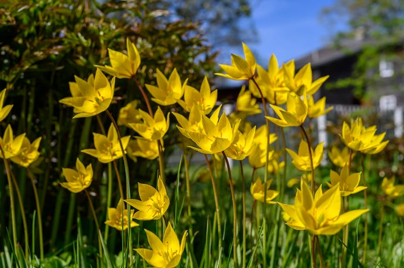 Des tulipes botaniques jaunes (Tulipa sylvestris) dans un jardin