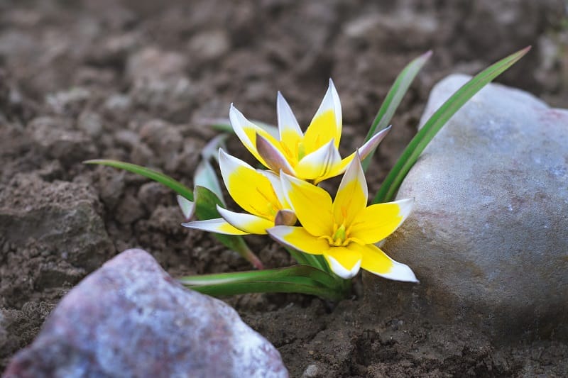 Des tulipes botaniques jaunes et blanches (Tulipa tarda) entre deux pierres