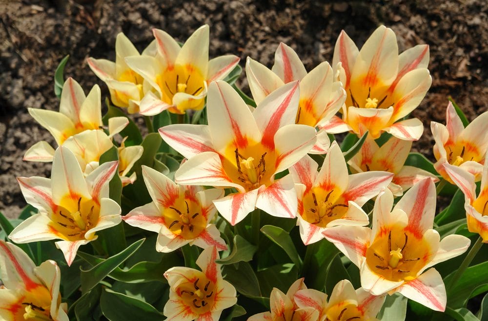 Des tulipes botaniques ouvertes couleur crème et saumon
