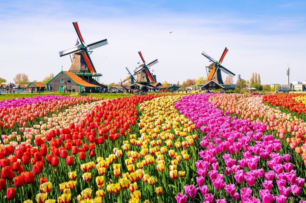 Un champ de tulipes de toutes les couleurs avec les moulins de Hollande en fond