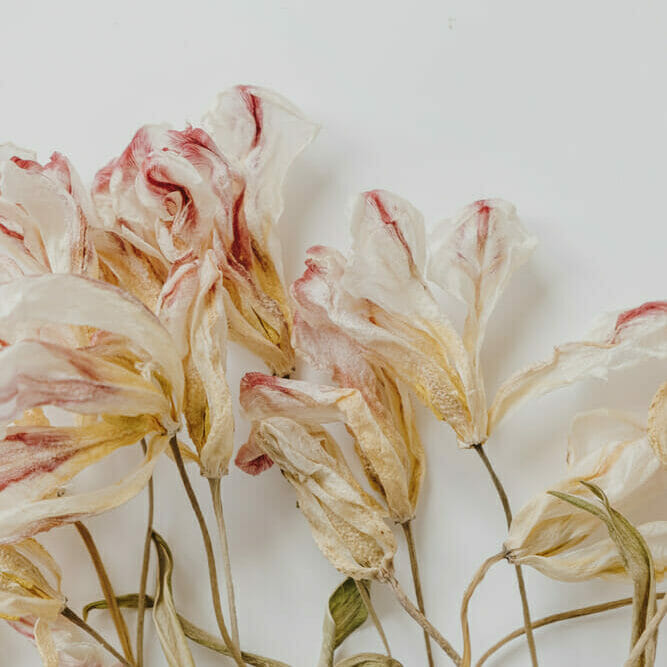 Tulipes blanches séchées