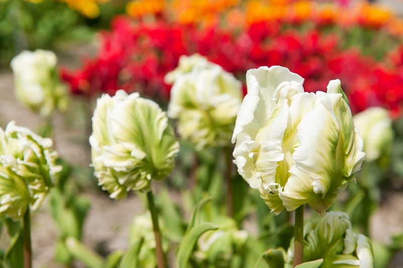 Des tulipes perroquet de différentes couleurs dans un jardin