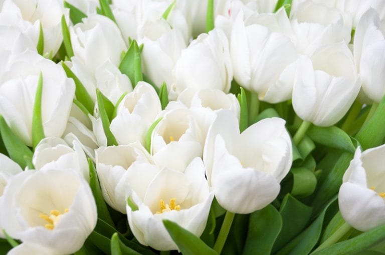 tulipe-fan-e-que-faut-il-faire-comment-favoriser-sa-repousse