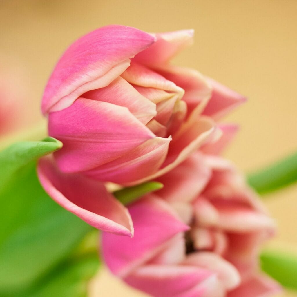 Tulipes fushia