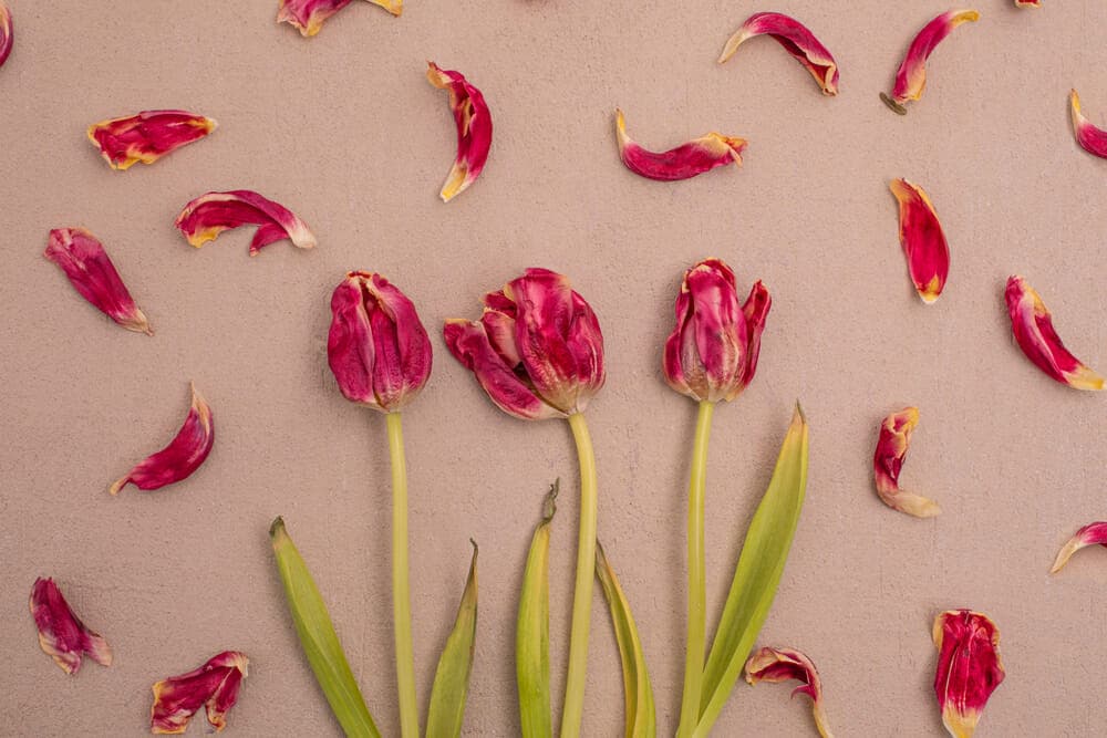 Tulipes rouges séchées