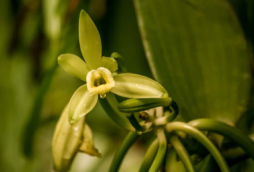 Fleur d'orchidée vanille