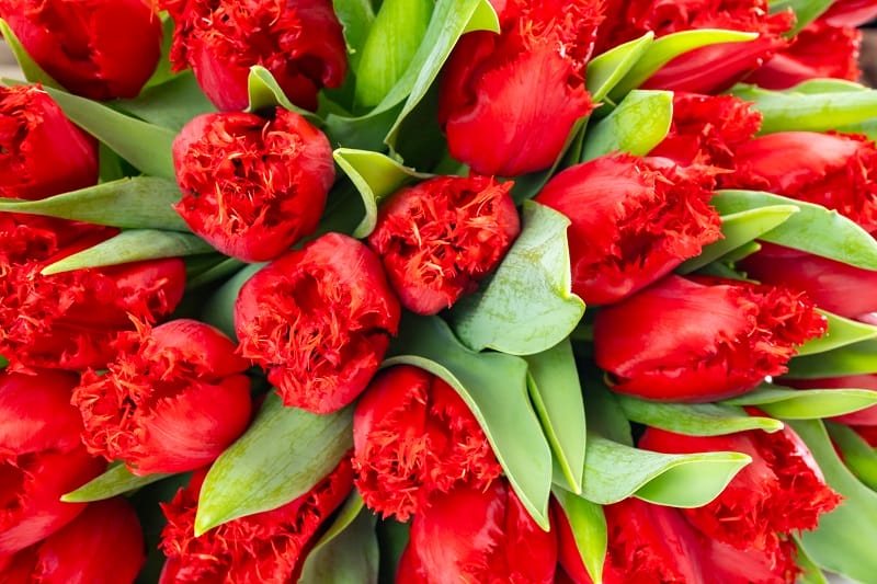 Un bouquet de tulipes perroquet rouges