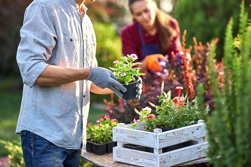 Un couple en tenue de tous les jours qui s'occupe du jardin