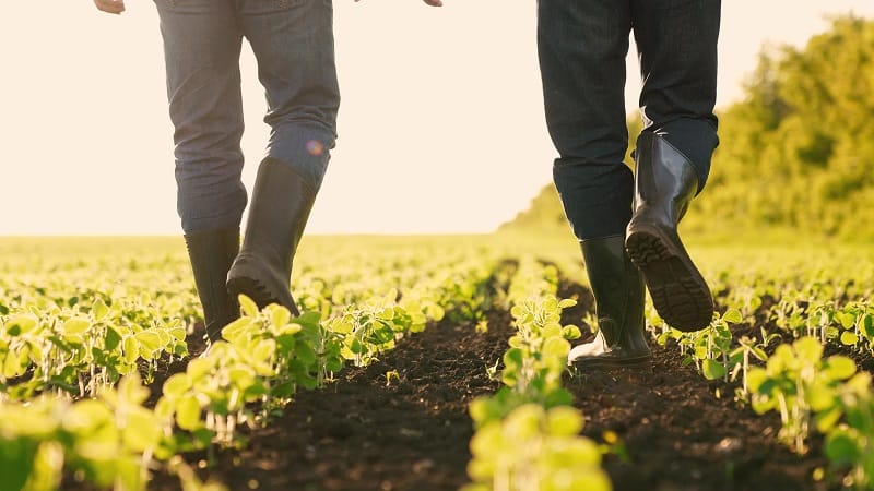 Gros plan sur les bottes de deux jardiniers qui marchent