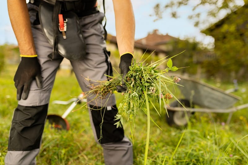 Homme arrachant des mauvaises herbes en tenue de jardinage