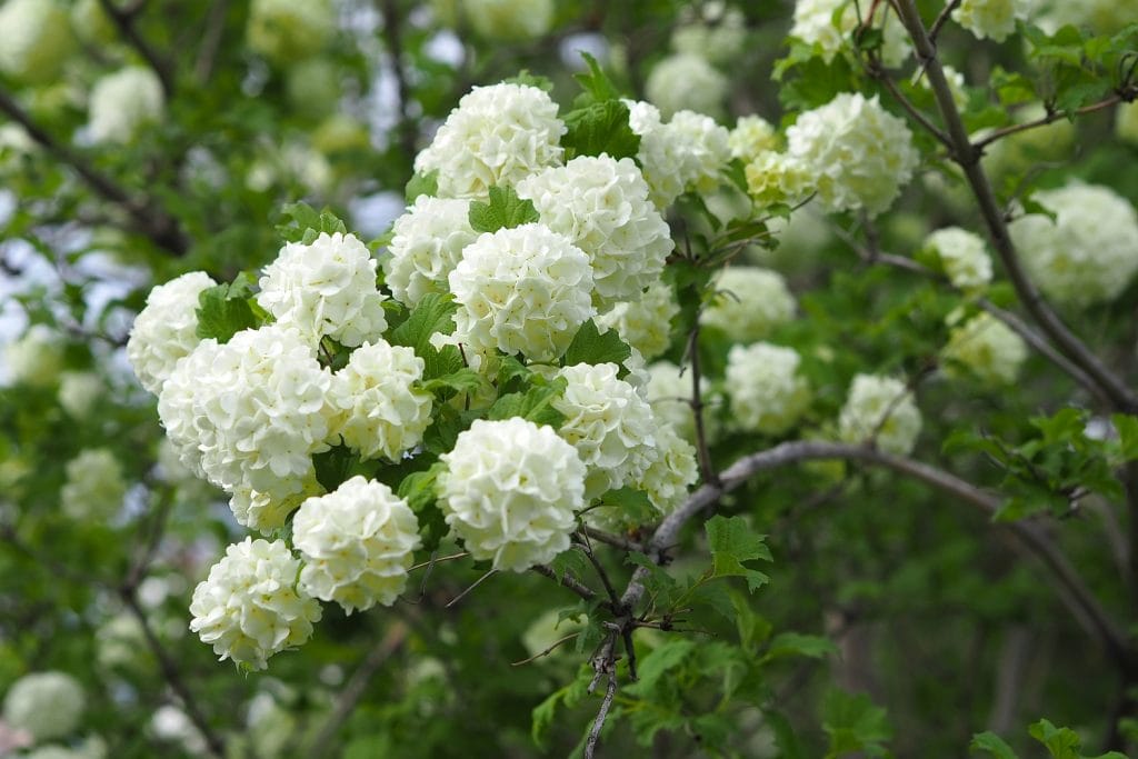 Viorne Viburnum