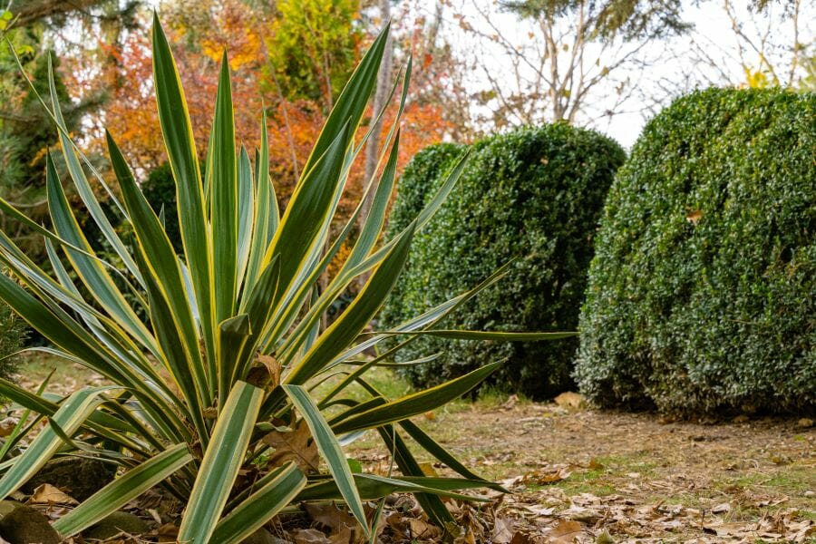 Yucca gloriosa dans un jardin