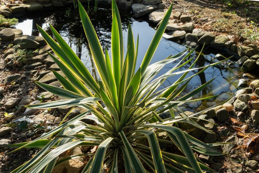 Yucca gloriosa au bord d'un étang