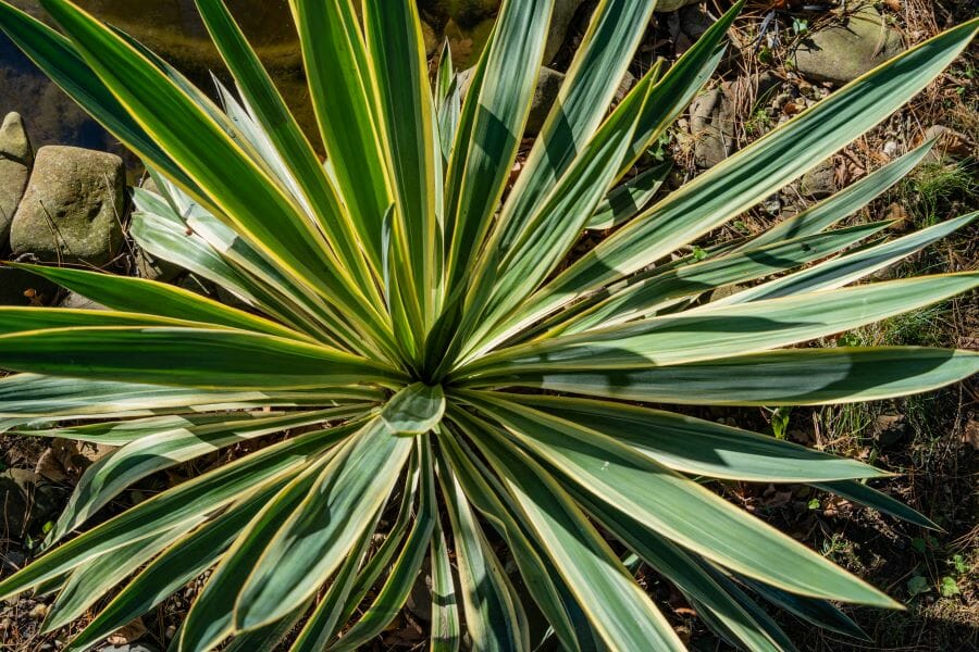 Un yucca gloriosa planté en terre