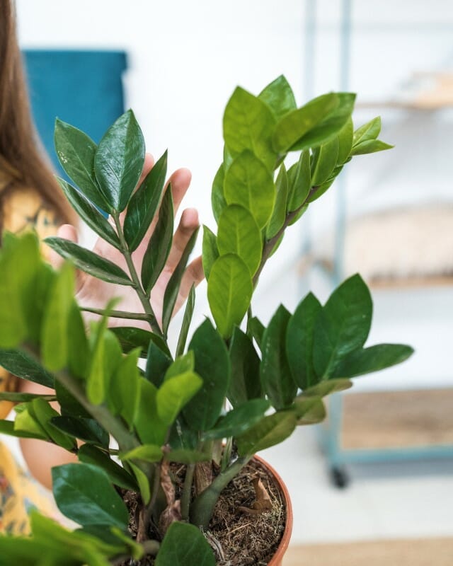 Un zamioculcas en pot