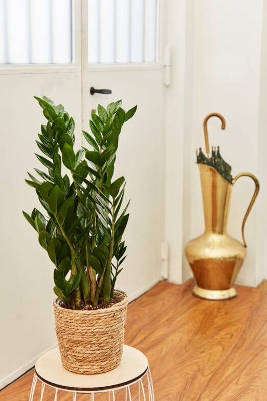 Un zamioculcas en pot, plante d'intérieur de plein soleil peu gourmande en eau