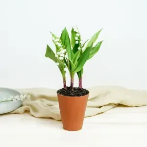 Muguet en pot
