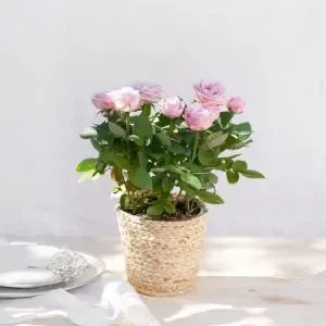 Rosier