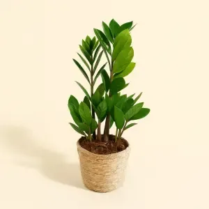 Zamioculcas