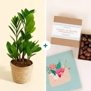 Coffret cadeau plante
