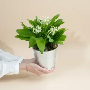 Muguet des bois