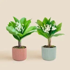Duo de muguet des bois