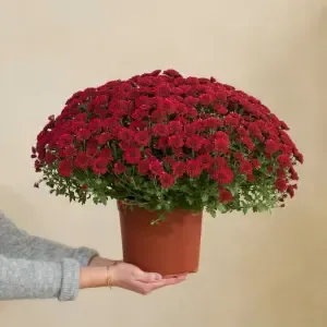 Chrysanthème rouge