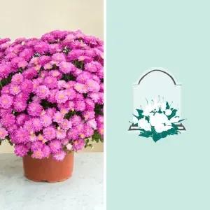 Chrysanthème rose et sa livraison sur tombe