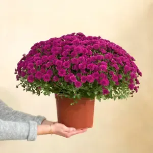 Chrysanthème mauve