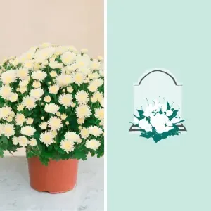 Chrysanthème blanc et sa livraison sur tombe