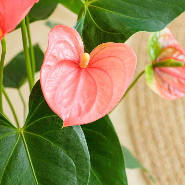 Anthurium