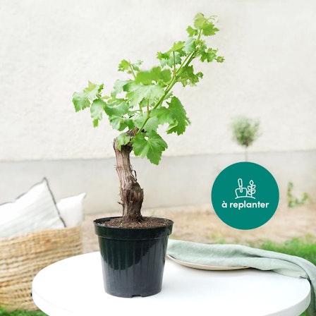 1750959075-1202857-2025