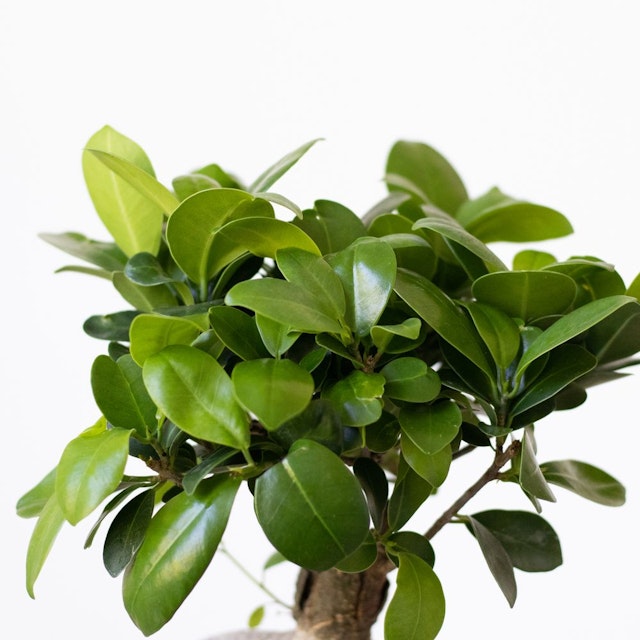 Ficus Ginseng
