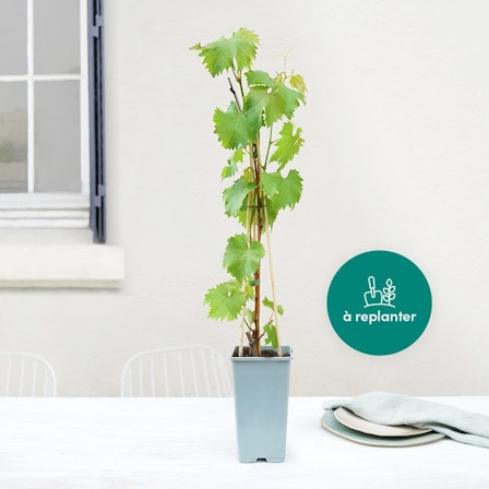 1750959075-1202857-2025