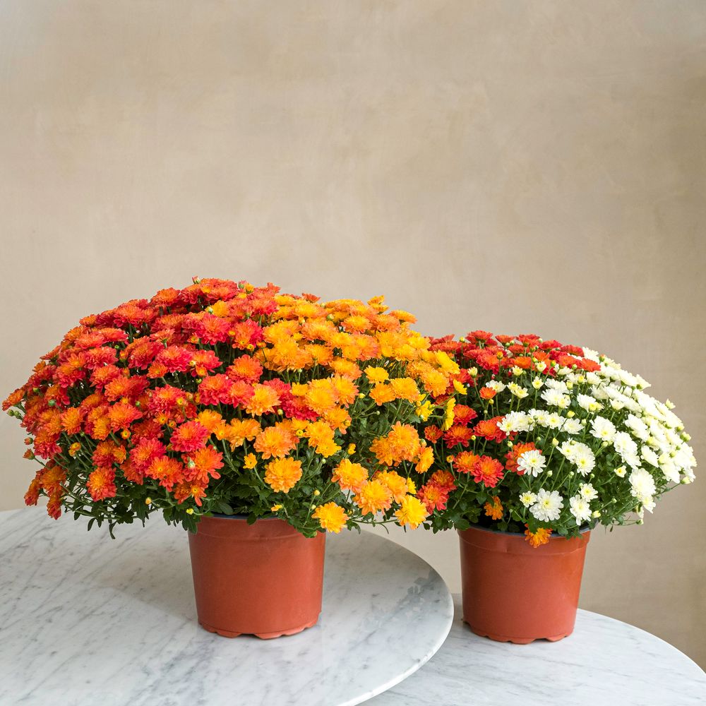 Duo de chrysanthème multicolore