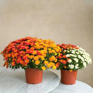 Duo de chrysanthème multicolore