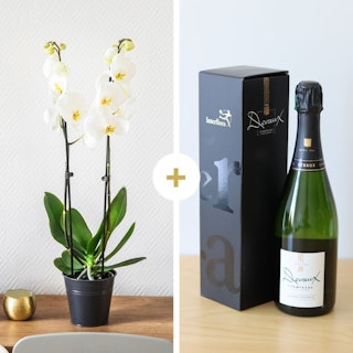 Candide et son champagne Devaux