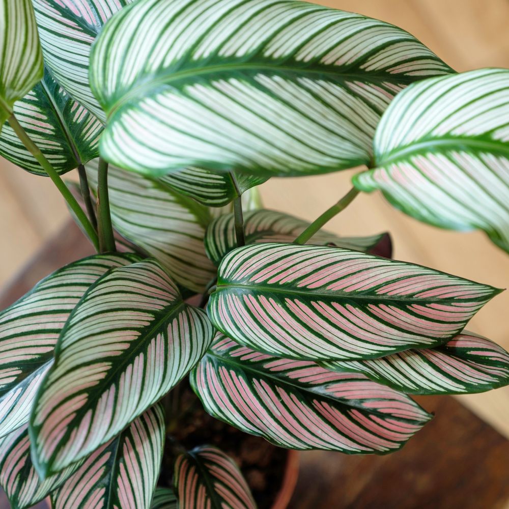 Calathea Majestica White Star