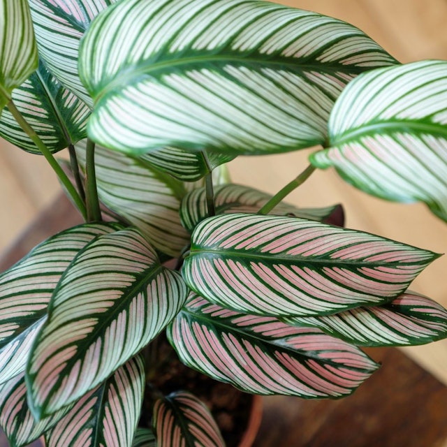 Calathea Majestica White Star