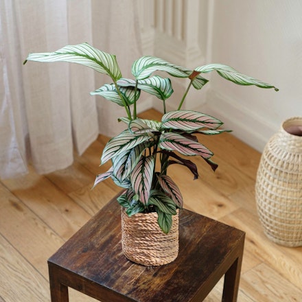 Calathea Majestica White Star