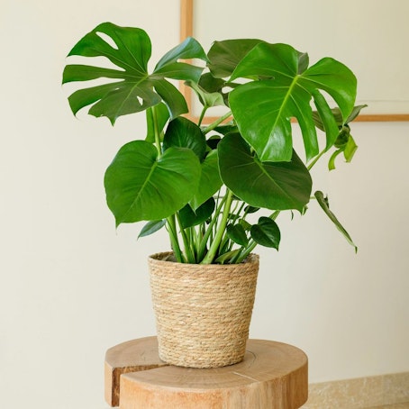 Monstera Deliciosa
