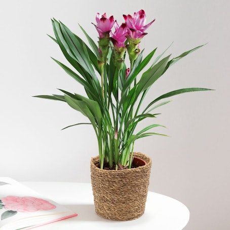 Curcuma