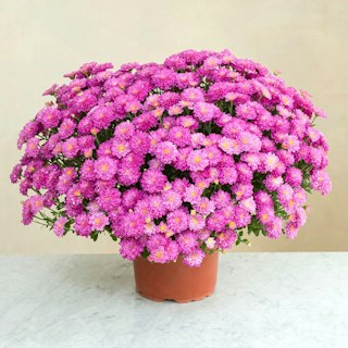 Chrysanthème rose