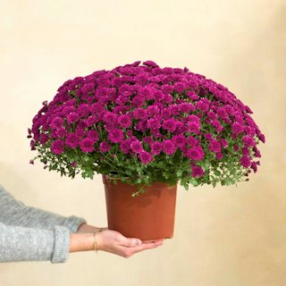 Chrysanthème mauve