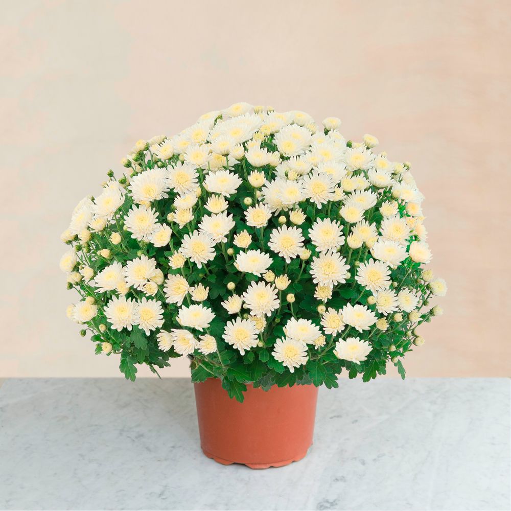 Chrysanthème blanc