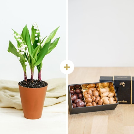 Muguet en pot et ses chocolats