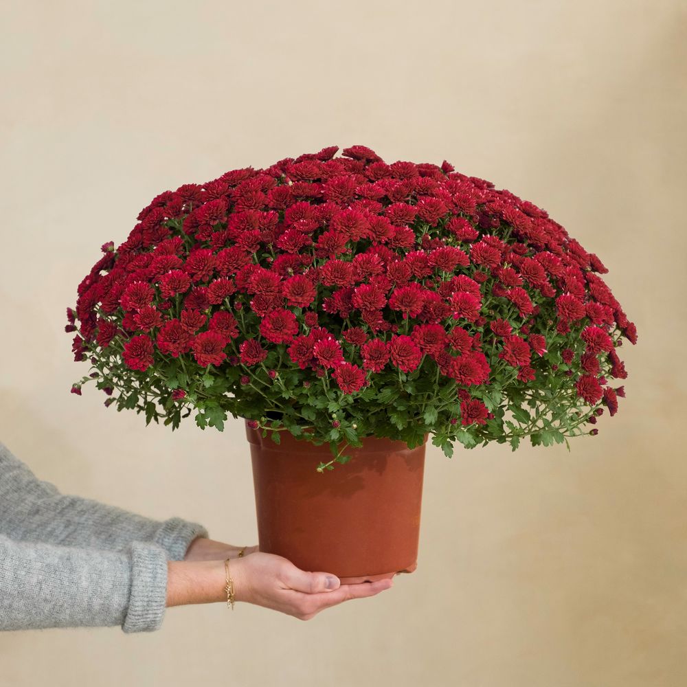 Chrysanthème rouge